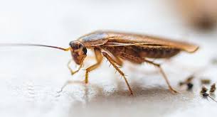 Easy Cockroach Pest Control Tips For Homeowners